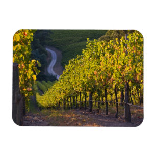 South Australia, Adelaide Hills, Summertown. 2 Magnet