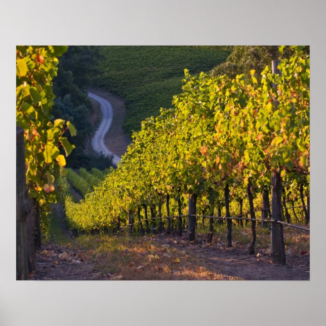 South Australia, Adelaide Hills, Summertown. 2 Poster (Front)