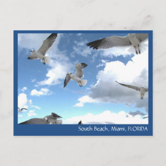 South Beach Miami Florida Seagulls Postcard