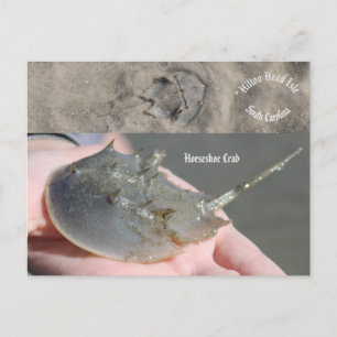 South Carolina Horseshoe crab Postcard