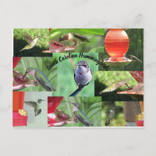 South Carolina Hummingbirds Postcard