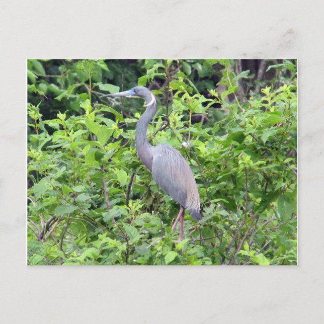 South Carolina Little Blue Heron Postcard (Front)