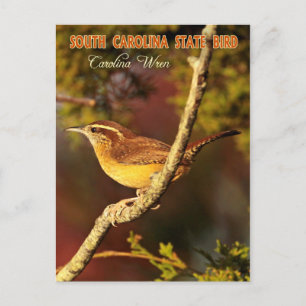 South Carolina State Bird: Carolina Wren Postcard