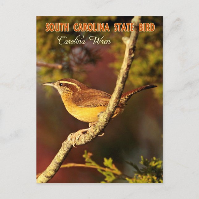 South Carolina State Bird: Carolina Wren Postcard (Front)
