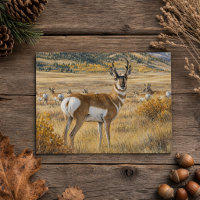 South Dakota Pronghorn Antelope Wildlife Nature