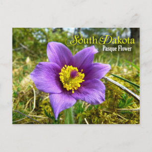 South Dakota State Flower: Pasque Flower Postcard