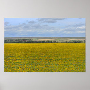 South Dakota Sunflower Farm, Painterly Poster