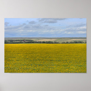 South Dakota Sunflower Farm, Painterly Poster