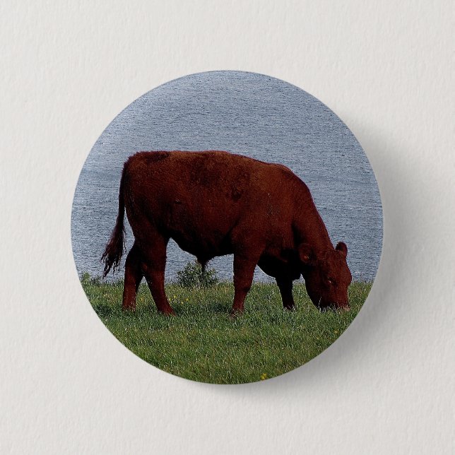 south devon cow on remote coastline 6 cm round badge (Front)