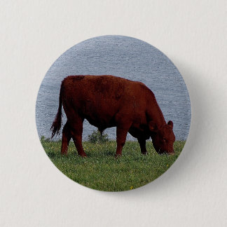 south devon cow on remote coastline 6 cm round badge