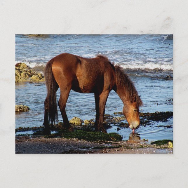 South Devon Dartmoor Pony Licking Sea Water Postcard (Front)