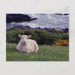 South Devon Lamb Resting On Wild Remote Coastline Postcard