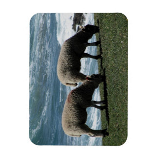 South Devon Two Lambs Grazeing On Wild Coastline Magnet