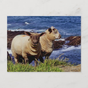 South Devon Two Lambs On Coast Path Cliff Edge Postcard