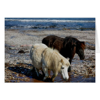 South Devon Two Shetland Ponies On Remote Beach
