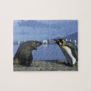 South Georgia Island, St. Andrews Bay, King Jigsaw Puzzle