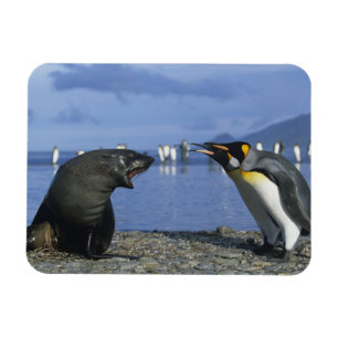 South Georgia Island, St. Andrews Bay, King Magnet