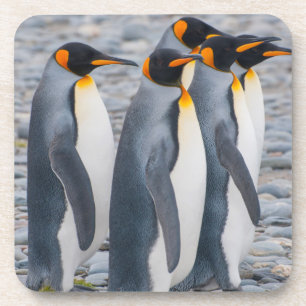 South Georgia. King penguins Coaster