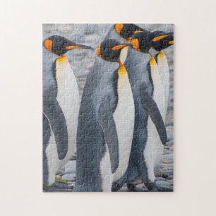 South Georgia. King penguins Jigsaw Puzzle