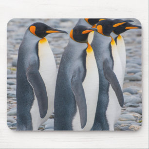 South Georgia. King penguins Mouse Pad