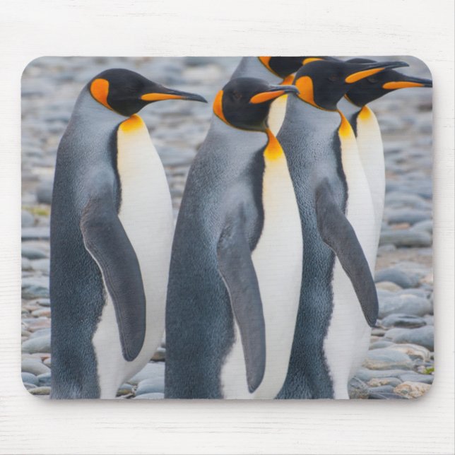 South Georgia. King penguins Mouse Pad (Front)