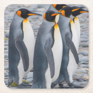 South Georgia. King penguins Square Paper Coaster
