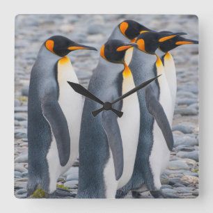 South Georgia. King penguins Square Wall Clock