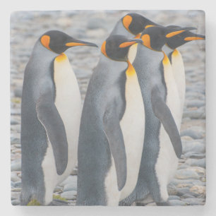 South Georgia. King penguins Stone Coaster
