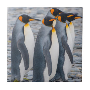 South Georgia. King penguins Tile