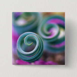 South Namaqualand, Curled lily leaves. Credit 15 Cm Square Badge