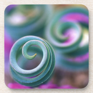 South Namaqualand, Curled lily leaves. Credit Coaster