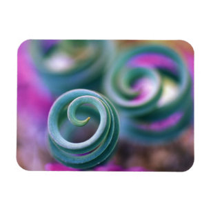South Namaqualand, Curled lily leaves. Credit Magnet