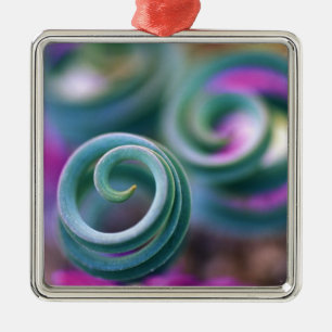 South Namaqualand, Curled lily leaves. Credit Metal Ornament