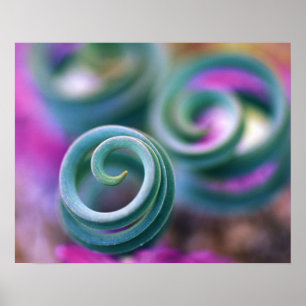 South Namaqualand, Curled lily leaves. Credit Poster