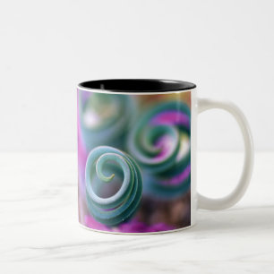 South Namaqualand, Curled lily leaves. Credit Two-Tone Coffee Mug