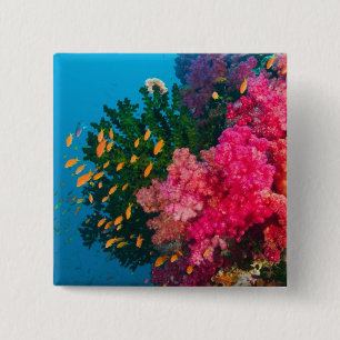 South Pacific, Fiji, Viti Levu, Bligh Water, 15 Cm Square Badge