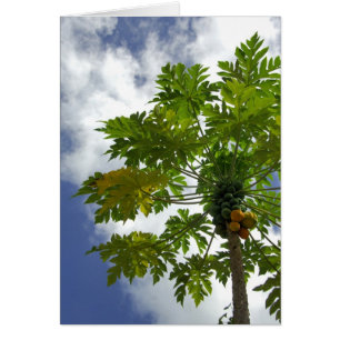 South Pacific, French Polynesia, Moorea. 2
