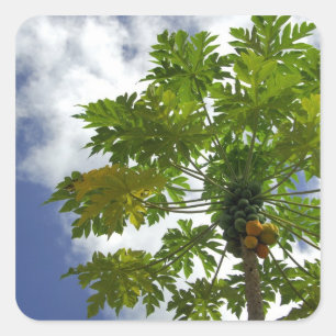 South Pacific, French Polynesia, Moorea. 2 Square Sticker