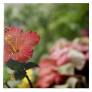 South Pacific, French Polynesia, Society 2 Tile