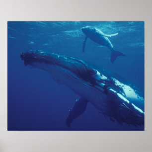 South Pacific, Tonga. humpback whale and calf Poster