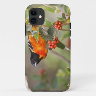 South Padre Island, Texas, USA, Baltimore Oriole iPhone 11 Case