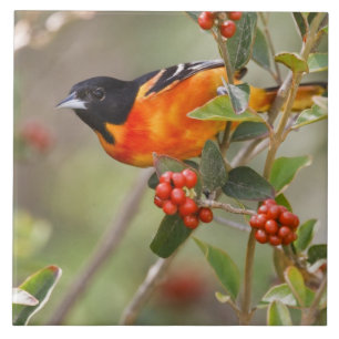 South Padre Island, Texas, USA, Baltimore Oriole Ceramic Tile