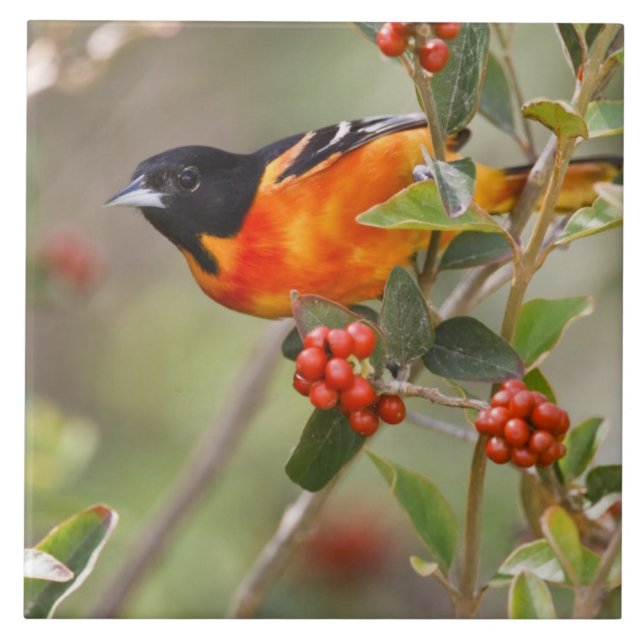 South Padre Island, Texas, USA, Baltimore Oriole Ceramic Tile (Front)