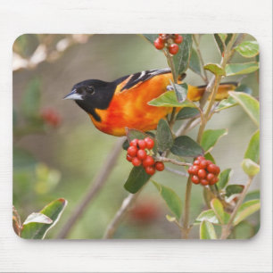 South Padre Island, Texas, USA, Baltimore Oriole Mouse Pad