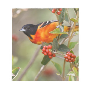 South Padre Island, Texas, USA, Baltimore Oriole Notepad