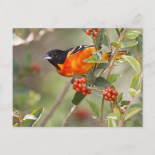 South Padre Island, Texas, USA, Baltimore Oriole Postcard
