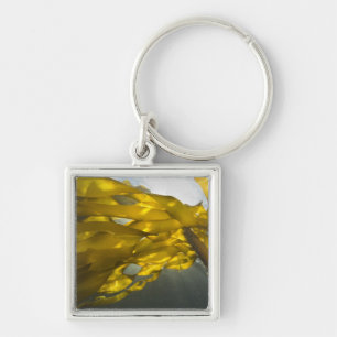 South side of Ewing Island, San Juan Islands, Key Ring