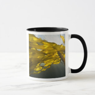 South side of Ewing Island, San Juan Islands, Mug