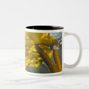 South side of Ewing Island, San Juan Islands, Two-Tone Coffee Mug