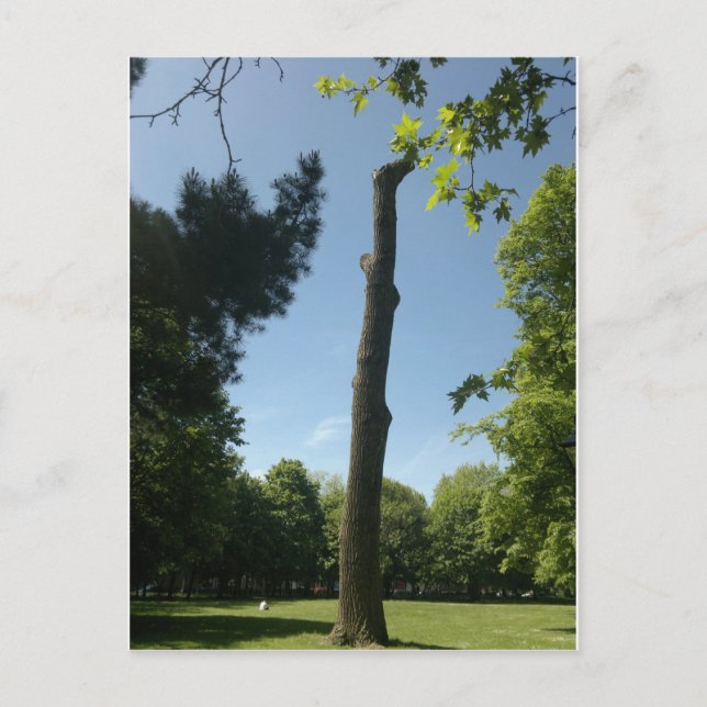 Southampton (Hoglands Park) Postcard (Front)